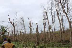 13-Mahogany Plantation